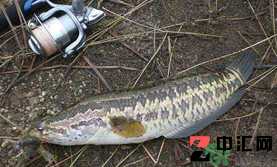 10月份还能钓黑鱼吗?几月份钓黑鱼最好? 10月份还能钓黑鱼吗?几月份钓黑鱼最好?