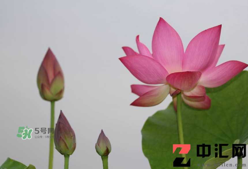 荷花杆可以吃吗？荷花杆怎么吃？