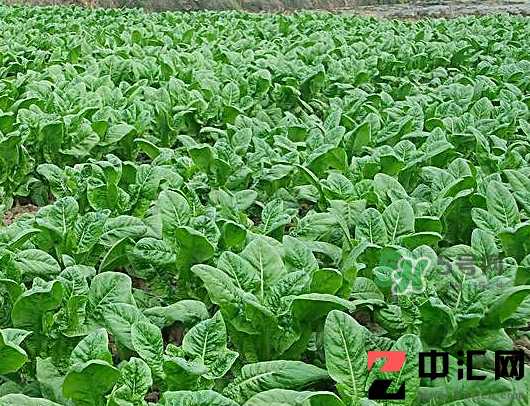 九月份可以种什么蔬菜？九月份适合种植什么蔬菜？