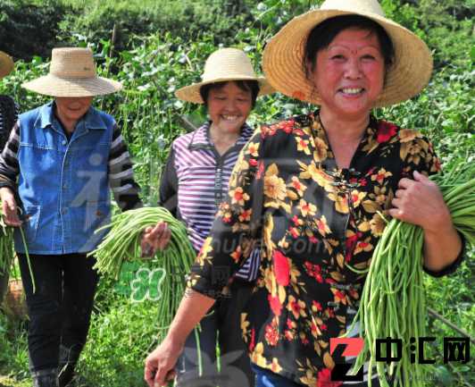 九月份可以种什么蔬菜？九月份适合种植什么蔬菜？