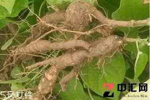 什么人不能漂唇 哪些人群不适合做漂唇